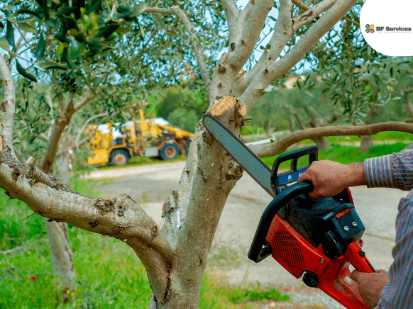 Élagueur-grimpeur professionnel en intervention d'élagage sur un arbre à Toulouse